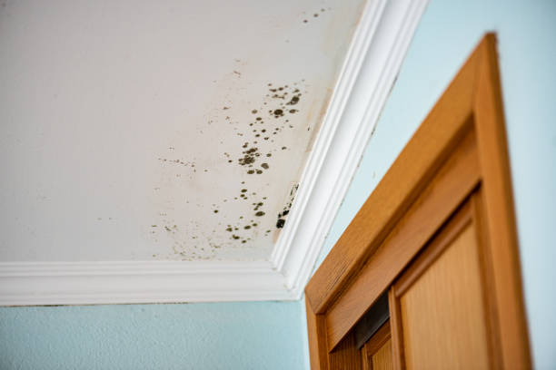 Best Attic Mold Remediation in Grambling, LA