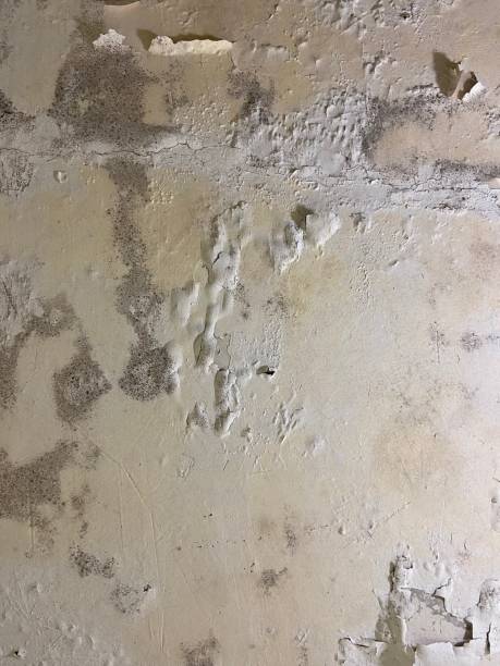 Best DIY Mold Remediation Support Services in Grambling, LA